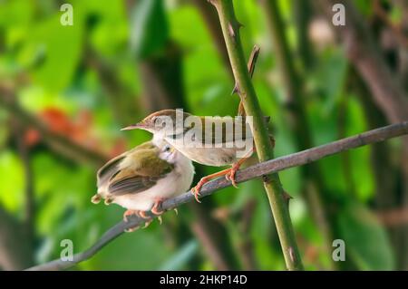 Gewöhnlicher Reitvögel mit Küken auf einem Ast Stockfoto