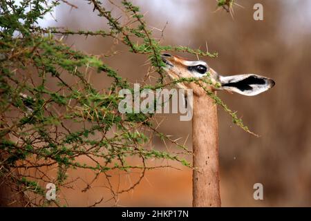 Gerenuk (Litocranius walleri, alias Giraffe Gazelle) füttert aus dornigen Büschen. Tsavo East, Kenia Stockfoto