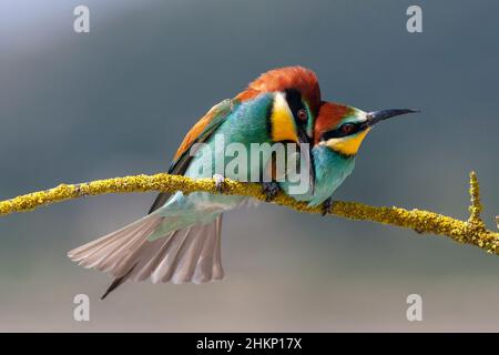 Europäische Bienenfresser , Merops apiaster, Comunidad valenciana, Spanien Stockfoto