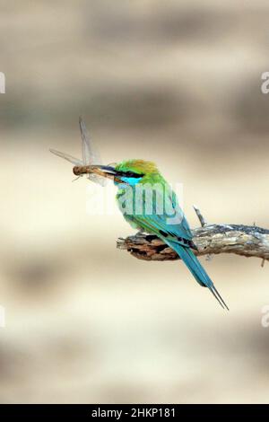 Asian Green Bee-eater (Merops orientalis, alias Little Green Bee-eater) hat gerade eine Fliege gefangen. Bundala National Park, Sri Lanka Stockfoto