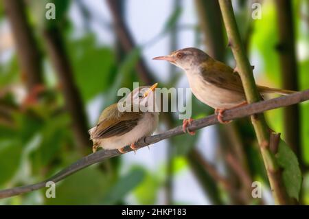 Gewöhnlicher Reitvögel mit Küken auf einem Ast Stockfoto