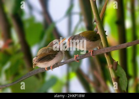 Gewöhnlicher Reitvögel mit Küken auf einem Ast Stockfoto