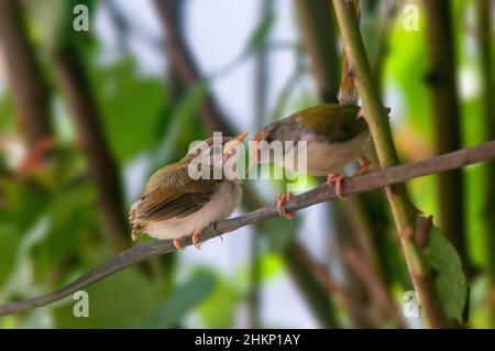 Gewöhnlicher Reitvögel mit Küken auf einem Ast Stockfoto