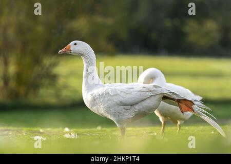 Vielen weißen Mast Gänse auf der Wiese Stockfoto