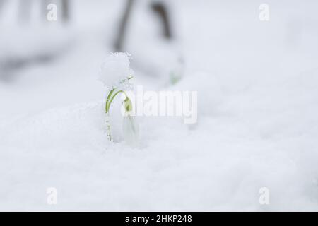 Schneeglöckchen im Tiefschnee. Lateinischer Name Leucojum vernum Stockfoto