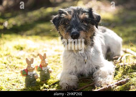 Kleiner verrückter osterhund liegt draußen in der Natur im Wald mit winzigen Osterhasen. Cooler, rauhaariger Jack Russell Terrier-Hund Stockfoto