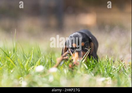 Niedliche kleine Wurst Welpe Hund draußen in der Natur auf Gras Stockfoto