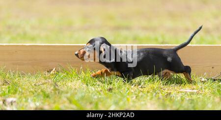 Niedliche kleine Wurst Welpe Hund draußen in der Natur auf Gras Stockfoto