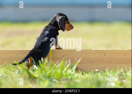 Niedliche kleine Wurst Welpe Hund draußen in der Natur auf Gras Stockfoto