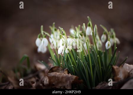 Schöne Frühlingsblumen im Wald. Eine Gruppe von Schneeglöckchen Stockfoto