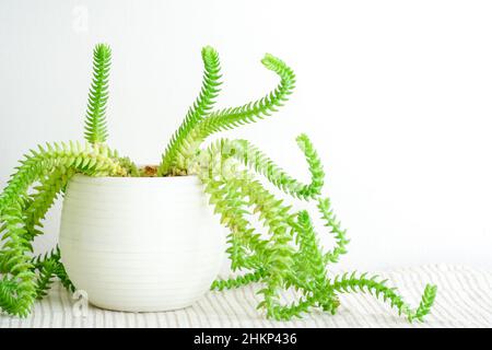 Nahaufnahme eines grünen Kaktus. Grüne Kaktusblätter. Grüner Hintergrund. Kaktus Pflanzen Muster Tapete. Sukulente Pflanzenmuster. Stockfoto