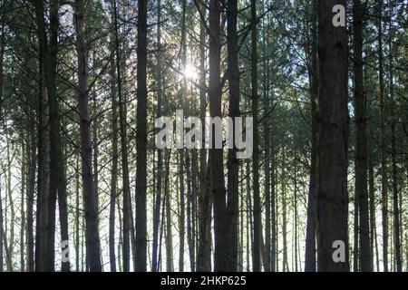 Silent Forest im Frühling mit schönen hellen Sonnenstrahlen mit blauem Himmel Stockfoto