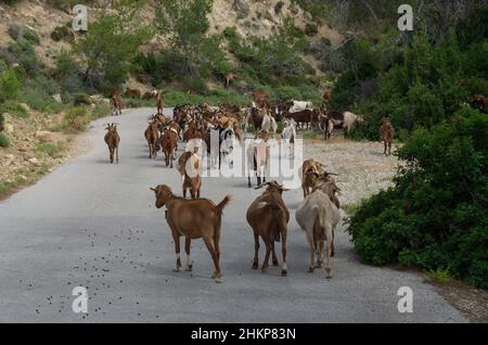 Große Ziegenherde wandert auf einer asphaltierten Straße und hinterlässt Ziegenkot (Rhodos, Griechenland) Stockfoto