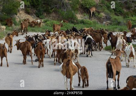 Eine große Herde von Ziegen, die sich vorwärts bewegten, blockierte eine Autobahn in einem Berggebiet (Rhodos, Griechenland) Stockfoto