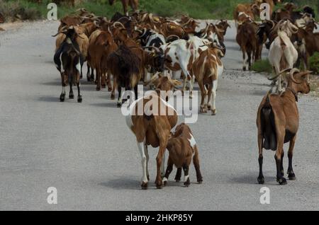 Ziegenbaby saugt Milch von einer Ziegenmutter vor dem Hintergrund einer großen Herde, die unterwegs ist (Rhodos, Griechenland) Stockfoto