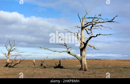 Skelettreste von Eichen, die getötet wurden, als das Meer das ehemalige Ackerland überschwemmte, das heute Feuchtgebiet an der Küste der Porlock Bay in Somerset UK ist Stockfoto