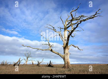 Skelettreste von Eichen, die getötet wurden, als das Meer das ehemalige Ackerland überschwemmte, das heute Feuchtgebiet an der Küste der Porlock Bay in Somerset UK ist Stockfoto