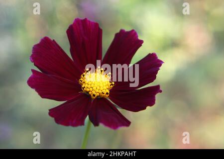 Gartenkosmos oder mexikanische Aster-Kastanienblume (Cosmos bipinnatus) aus der Nähe Stockfoto