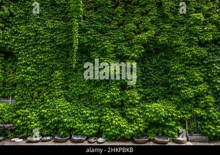 Ivy wächst und erstreckt sich an einer Hauswand. Stockfoto