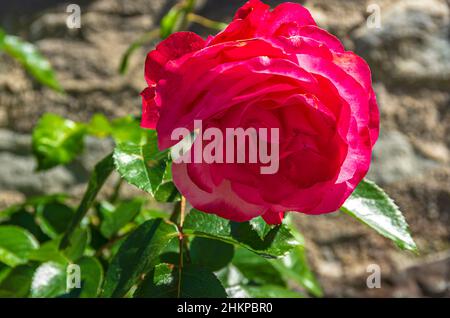 Einzelne rote Rose in Blüte auf einem Busch im Freien. Stockfoto