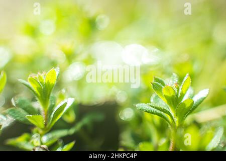 Galium aparine Hackmesser, clivers, Goosegrass, catchweed, stickyweed, Robin-Run-the-Hedge, klebrige Willy, stickyjack, stickeljack, und halt Gras zu schließen - Stockfoto