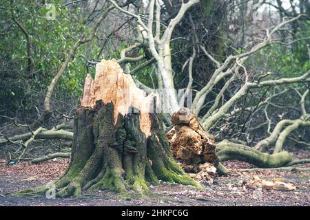 Sturmschäden im Winter 2022 - Beispiel eines der vielen betroffenen Bäume, in Newcastle upon Tyne, Großbritannien. Stockfoto