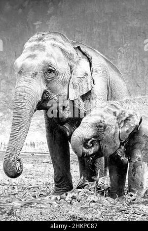 Mutter- und Elefantenkalf-Fütterung im Elephant Nature Park, Thailand Stockfoto