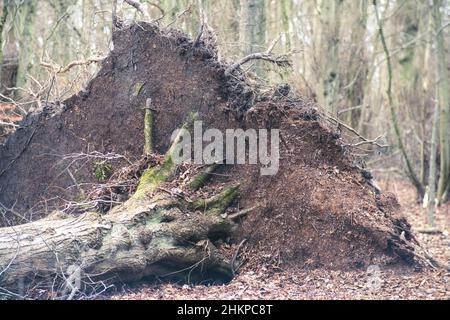 Sturmschäden im Winter 2022 - Beispiel eines der vielen betroffenen Bäume, in Newcastle upon Tyne, Großbritannien. Stockfoto