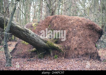 Sturmschäden im Winter 2022 - Beispiel eines der vielen betroffenen Bäume, in Newcastle upon Tyne, Großbritannien. Stockfoto