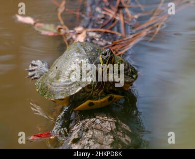 Gelbbauchige Schildkröte, die auf einem Baumstamm sonnet Stockfoto