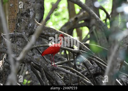 Ein scharlachroter Ibis auf einem Mangrovenzweig im Caroni Swamp im Caroni Bird Sanctuary in Trinidad. Der scharlachrote Ibis ist der National Bird of Trinidad. Stockfoto