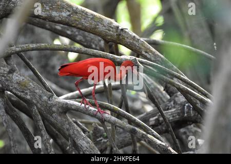 Ein scharlachroter Ibis auf einem Mangrovenzweig im Caroni Swamp im Caroni Bird Sanctuary in Trinidad. Der scharlachrote Ibis ist der National Bird of Trinidad. Stockfoto