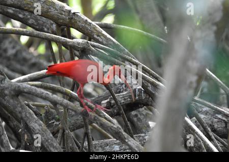 Ein scharlachroter Ibis auf einem Mangrovenzweig im Caroni Swamp im Caroni Bird Sanctuary in Trinidad. Der scharlachrote Ibis ist der National Bird of Trinidad. Stockfoto