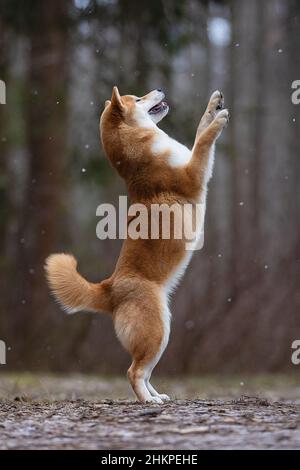 Ein schöner Hund der Shiba Inu Rasse steht auf seinen Hinterbeinen. Stockfoto