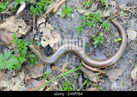 Ein juveniler Anguis fragilis, auch bekannt als langsamer Wurm, langsamwüchsiger Wurm, blinder Wurm oder Glaseidechse und oft für eine Schlange gehalten. Stockfoto