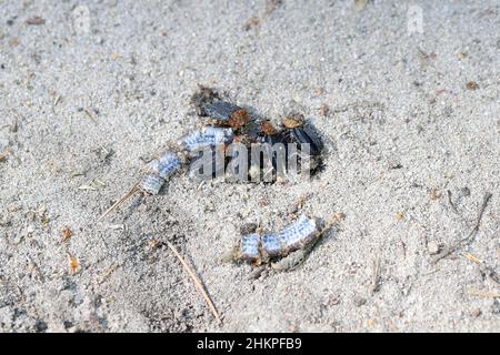 Anguis fragilis, auch bekannt als langsamer Wurm, langsamem Wurm, blindem Wurm oder Gladechse, und oft für eine Schlange gehalten. Tier mit dem Auto abgestürzt. Stockfoto