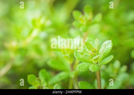 Galium aparine Hackmesser, clivers, Goosegrass, catchweed, stickyweed, Robin-Run-the-Hedge, klebrige Willy, stickyjack, stickeljack, und halt Gras zu schließen - Stockfoto