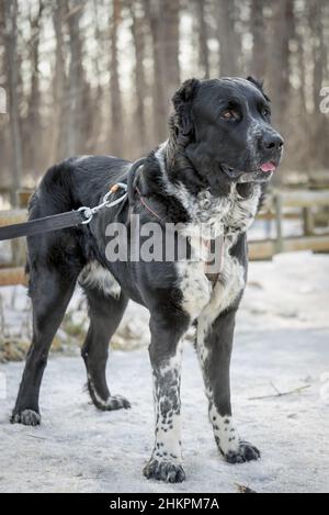 Kaukasischer Schäferhund, der auf dem Schnee in einem Wald steht Stockfoto