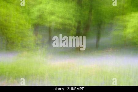 Intentional Camera Bewegungsbild des Bluebell-Waldes in Kinclaven Stockfoto