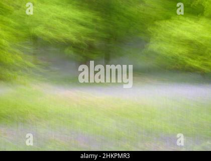 Intentional Camera Bewegungsbild des Bluebell-Waldes in Kinclaven Stockfoto
