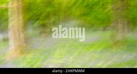 Intentional Camera Bewegungsbild des Bluebell-Waldes in Kinclaven Stockfoto