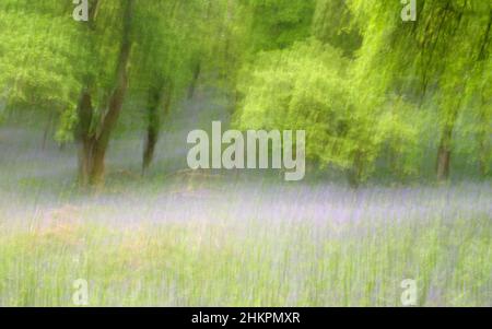 Intentional Camera Bewegungsbild des Bluebell-Waldes in Kinclaven Stockfoto