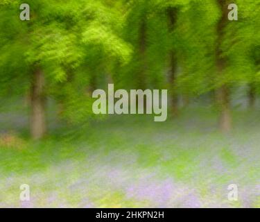 Intentional Camera Bewegungsbild des Bluebell-Waldes in Kinclaven Stockfoto