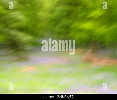 Intentional Camera Bewegungsbild des Bluebell-Waldes in Kinclaven Stockfoto
