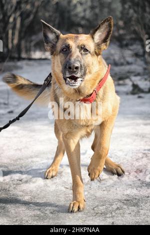 Schäferhund beim Wandern im Winterwald Stockfoto