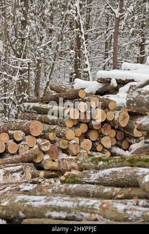 Frisch geerntetes Holz aus einem Holzfällbetrieb, der im Winter vom Wald gestapelt wurde Stockfoto