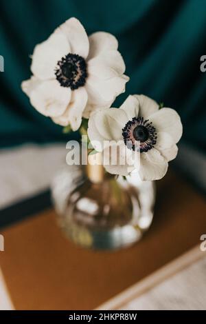Nahaufnahme einer Anemonblume in einer Blumenvase vor blauem Hintergrund Stockfoto