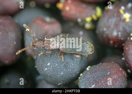 Der Sägezahnkäfer Oryzaephilus surinamensis ist ein Insekt aus der Familie der Silvanidae. Es ist eine weltweit verbreitete Schädlingsbekämpfungsmittel in Lagerhäusern und Häusern. Stockfoto