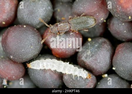 Der Sägezahnkäfer Oryzaephilus surinamensis ist ein Insekt aus der Familie der Silvanidae. Es ist eine weltweit verbreitete Schädlingsbekämpfungsmittel in Lagerhäusern und Häusern. Stockfoto