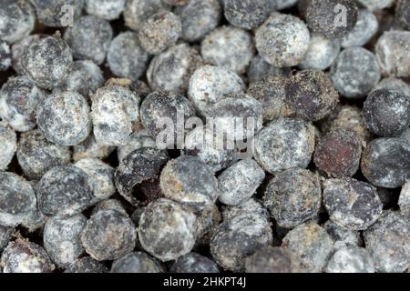 Schimmeliger Rapssamen aufgrund unzureichender Lagerbedingungen. Stockfoto